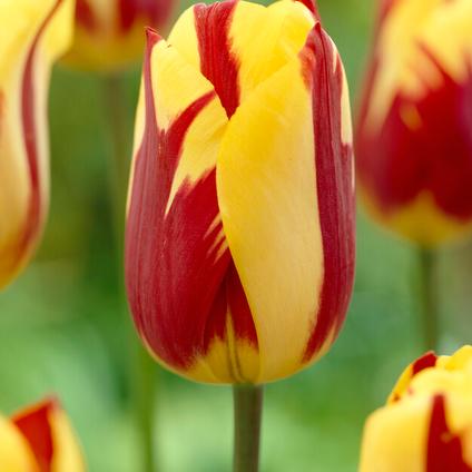 Tulipa Single Late 'Helmar' 