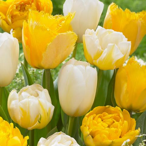 Tulipa Triumph 'Follow the Sun Mix' 
