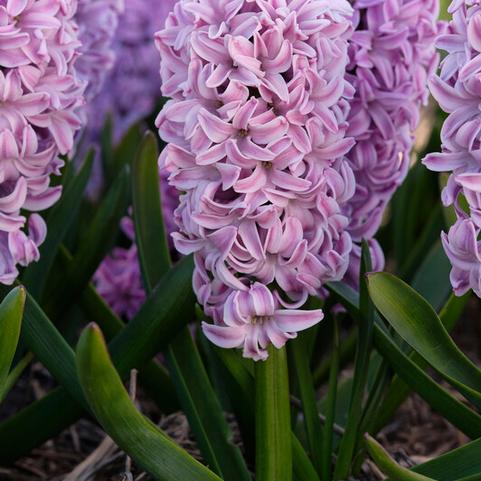 Hyacinthus Orientalis 'Splendid Cornelia' 