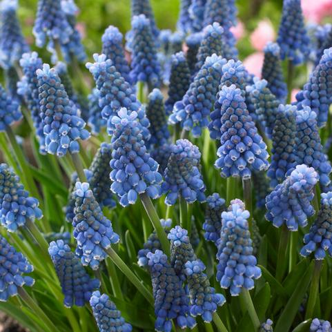Muscari 'Blue Magic' 