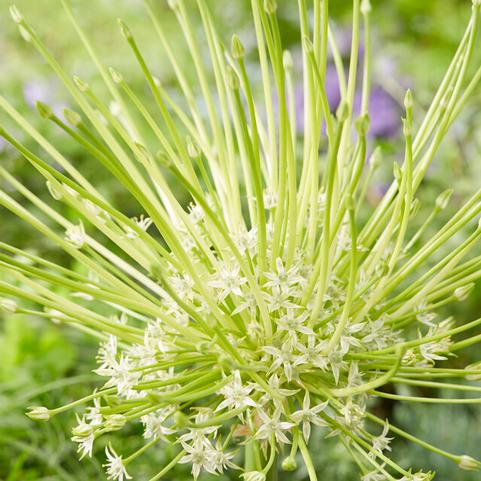 Allium Tall 'Arctic Snow' 