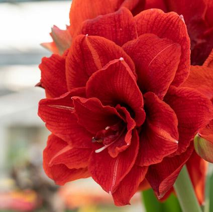 Amaryllis Dutch 'Cherry Nymph' 