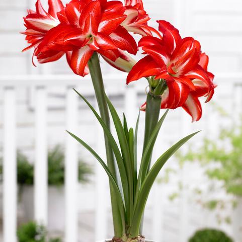 Amaryllis Dutch 'Splash' 