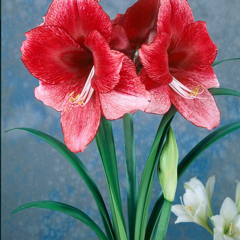 Amaryllis Dutch 'Daphne' 