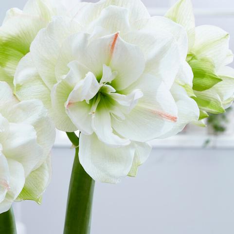 Amaryllis Dutch 'White Amadeus' 