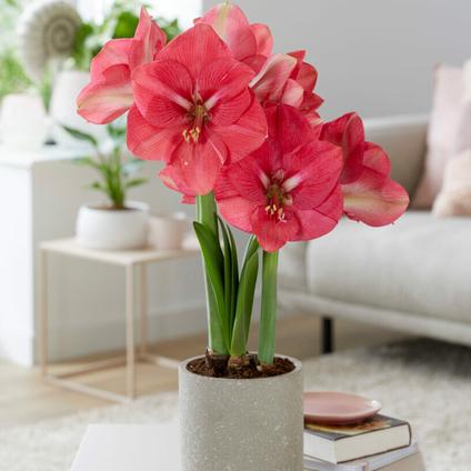 Amaryllis Dutch 'Pink Rival' 