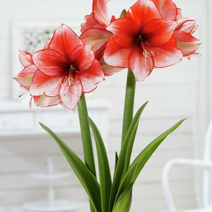 Amaryllis Dutch 'Star Dust' 