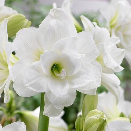Amaryllis Peruvian 'Alasca' 