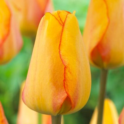 Tulipa Darwin Hybrid 'Blushing Apeldoorn' 