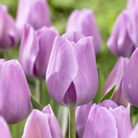 Tulipa Single Late 'Alibi' 