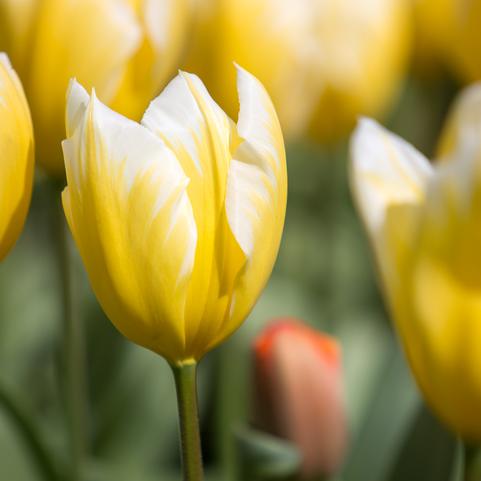 Tulipa Emperor 'Sweetheart' 