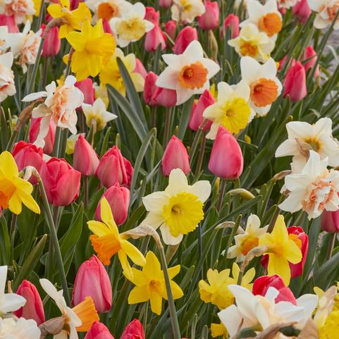 Tulipa Long-lasting 'All Season Friends & Family Mix' 