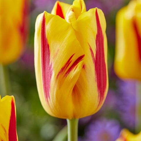 Tulipa Triumph 'Washington' 