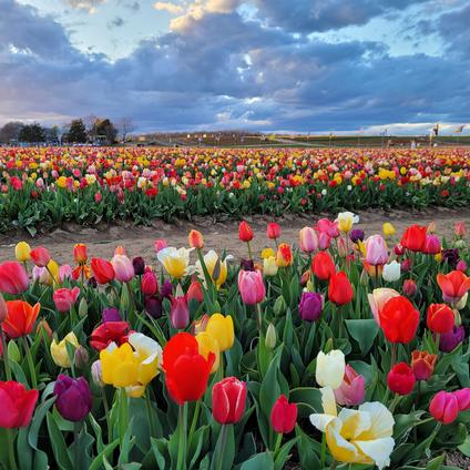 Tulipa Long-lasting 'All Season Barn Mixture' 