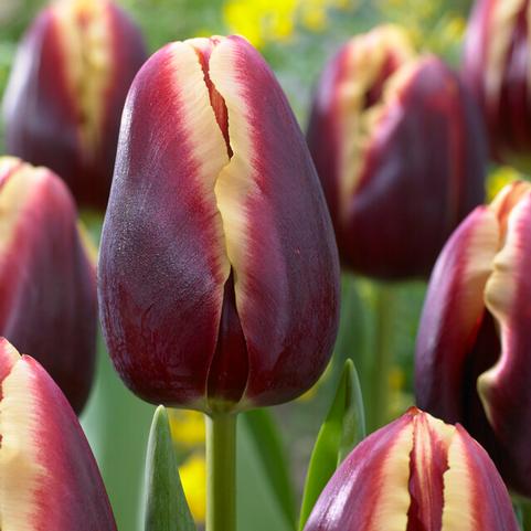 Tulipa Triumph 'Doberman' 