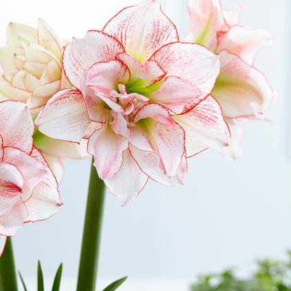 Amaryllis Dutch 'Striped Amadeus' 