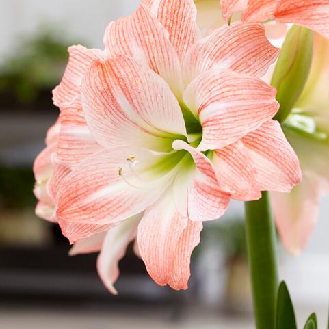 Amaryllis Dutch 'Giant Amadeus' 