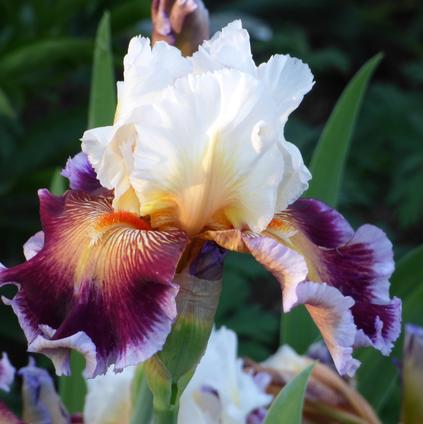 Iris Germanica 'Care To Dance