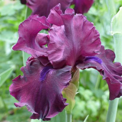 Iris Germanica 'Devil's Punchbowl' 