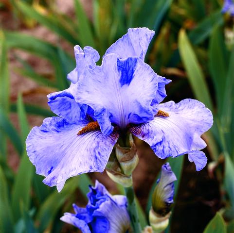 Iris Germanica 'Elainealope' 