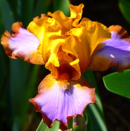 Iris Germanica 'Brown Lasso' 
