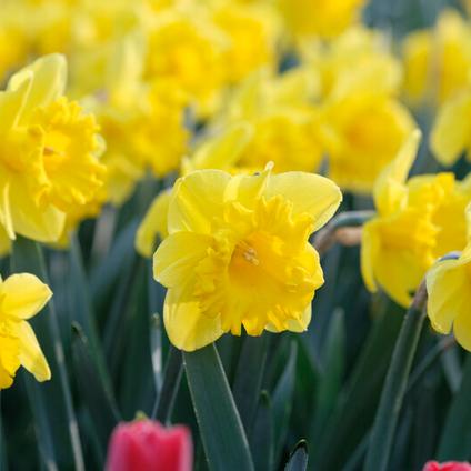 Narcissi Trumpet 'Standard Value' 