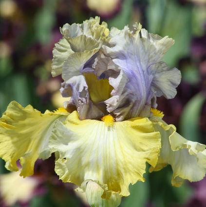 Iris Germanica 'Let Evening Come' 