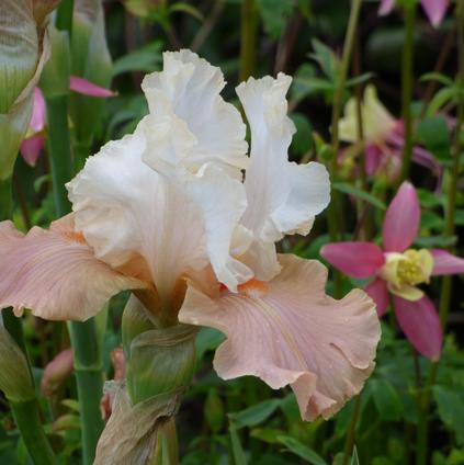 Iris Germanica 'Struck Twice' 