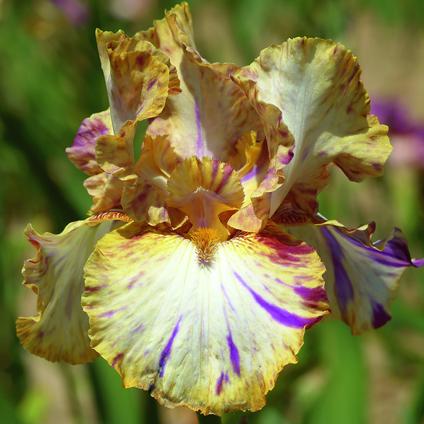 Iris Germanica 'Toucan Tango' 