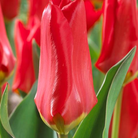Tulipa Emperor 'Red Emperor' 