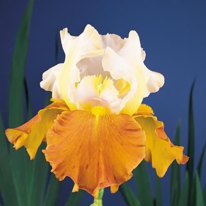 Iris Germanica 'Fall Fiesta' 