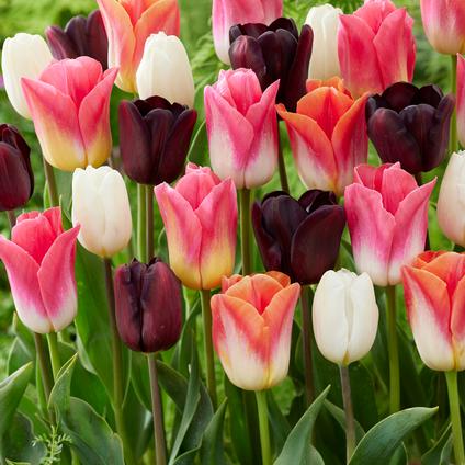 Tulipa Triumph 'Pastel Painting Mix' 