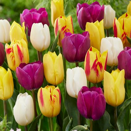 Tulipa Triumph 'Spring Festival Mix' 