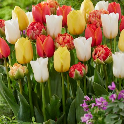 Tulipa Long-lasting 'Bold & Beautiful Mix' 