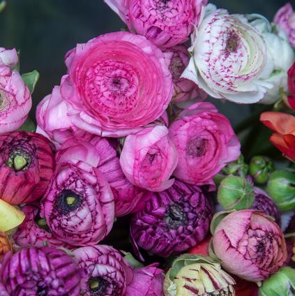 Ranunculus Tecolote 'Picotee Mixture' 