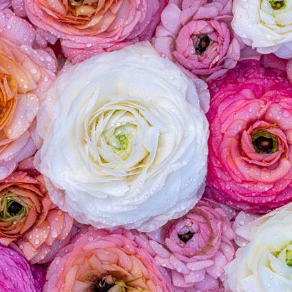 Ranunculus Tecolote 'Pastel Mixture' 