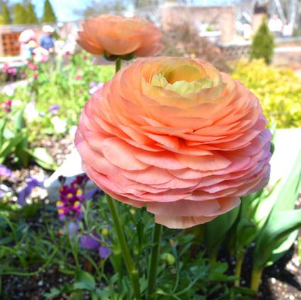 Ranunculus Tecolote 'Salmon' 