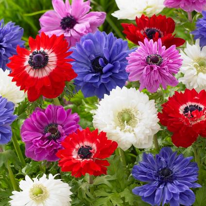 Anemone Coronaria 'St. Brigid Mix (Double)' 