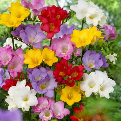 Freesia Single Mix (Ships in Fall) 