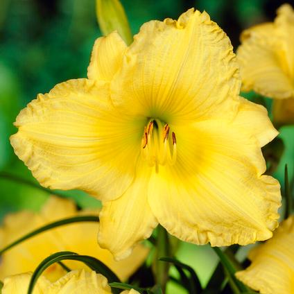 Hemerocallis Compact Rebloomer 'Big Time Happy' (Spring) 
