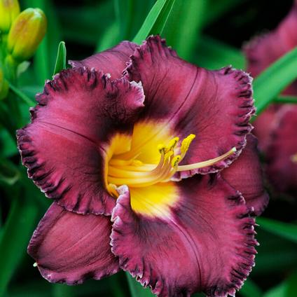 Hemerocallis Eyezone 'Night Whispers' (Ships in Spring) 