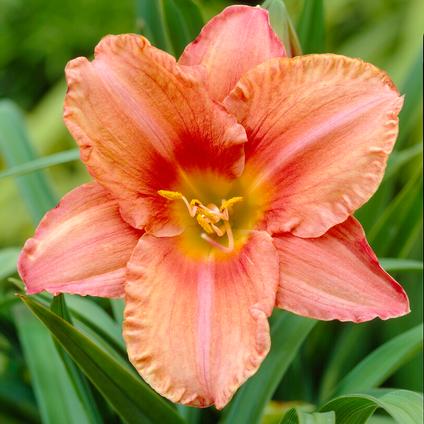 Hemerocallis Eyezone 'South Seas' (Ships in Spring) 
