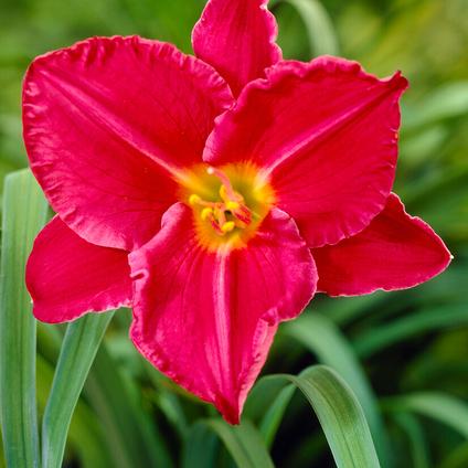 Hemerocallis Novelty 'Charles Johnston' (Ships in Spring) 