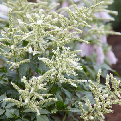 Astilbe Washington (Ships in Spring) 