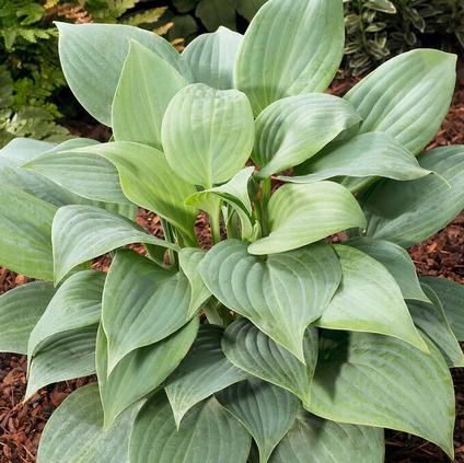 Hosta Fragrant Blue (Ships in Spring) 