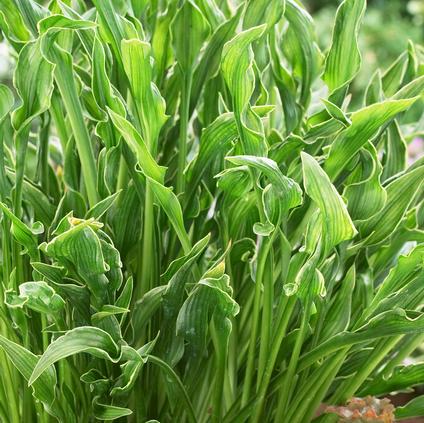 Hosta Praying Hands (Ships in Spring) 