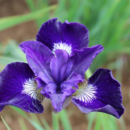 Iris Sibirica Blue King(Ships in Spring) 
