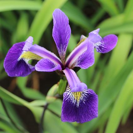 Iris Pseudocorus Gerald Darby (Ships in Spring) 
