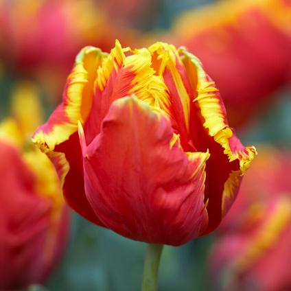 Tulipa Parrot 'Bright Parrot' 