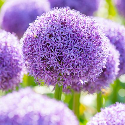 Allium Giant 'Globemaster' 